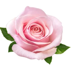 New Tempsl Brume d'intérieur textile Eau de rose