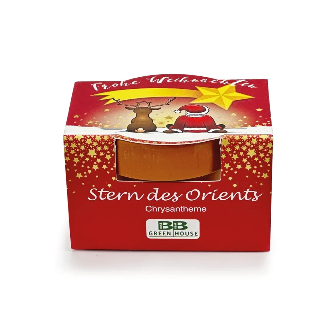 Hot Tempsl Chrysanthème en pot