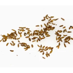 Clearance Tempsl Edelweiss