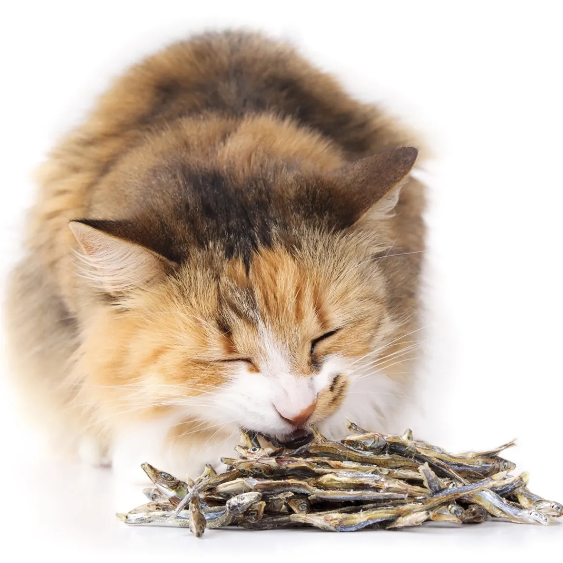 Hot Tempsl Friandises pour chats