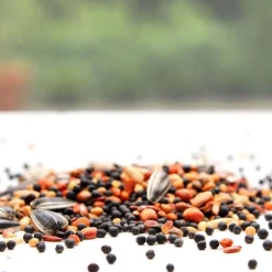 Discount Tempsl Graines pour oiseaux (1 kg)