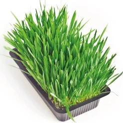 Clearance Tempsl Herbe fraîche pour chat