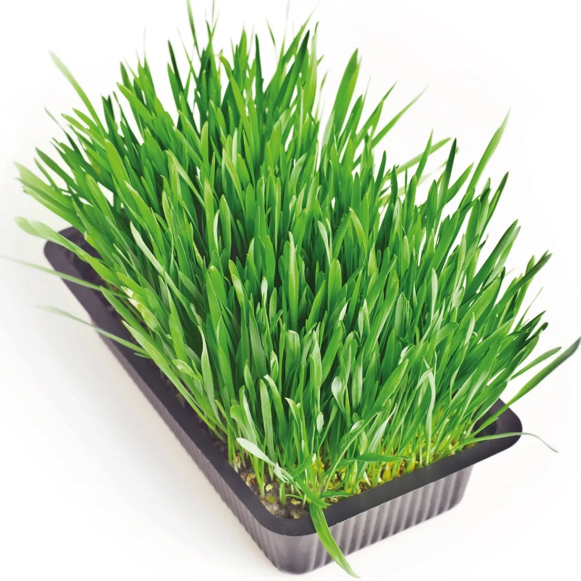 Clearance Tempsl Herbe fraîche pour chat