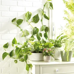 Hot Tempsl Lot de 50 guides de croissance