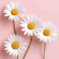 New Tempsl Plant de camomille