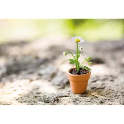 New Tempsl Plant de camomille