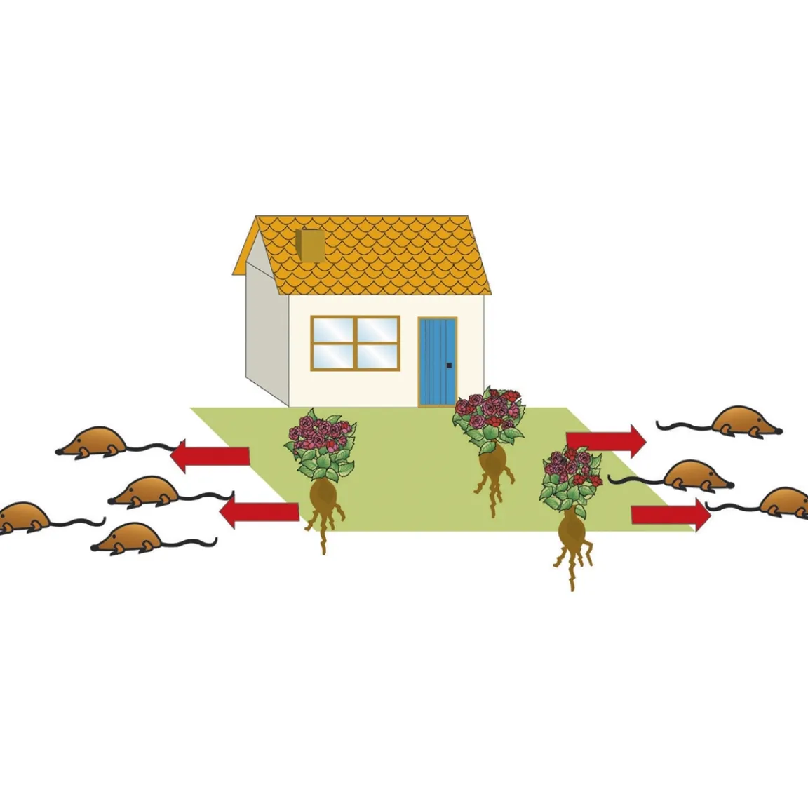 Online Tempsl Plante anti taupes