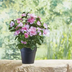 Discount Tempsl Plante azalée ou camellia
