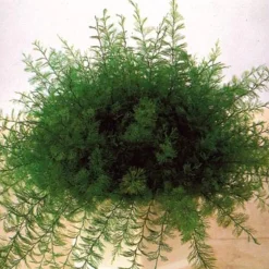 Online Tempsl Plante de Neptune