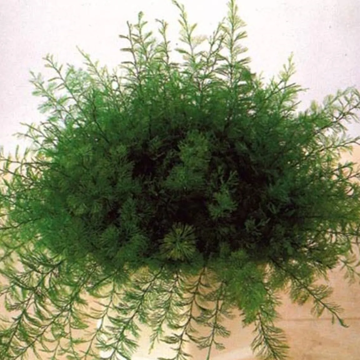 Online Tempsl Plante de Neptune