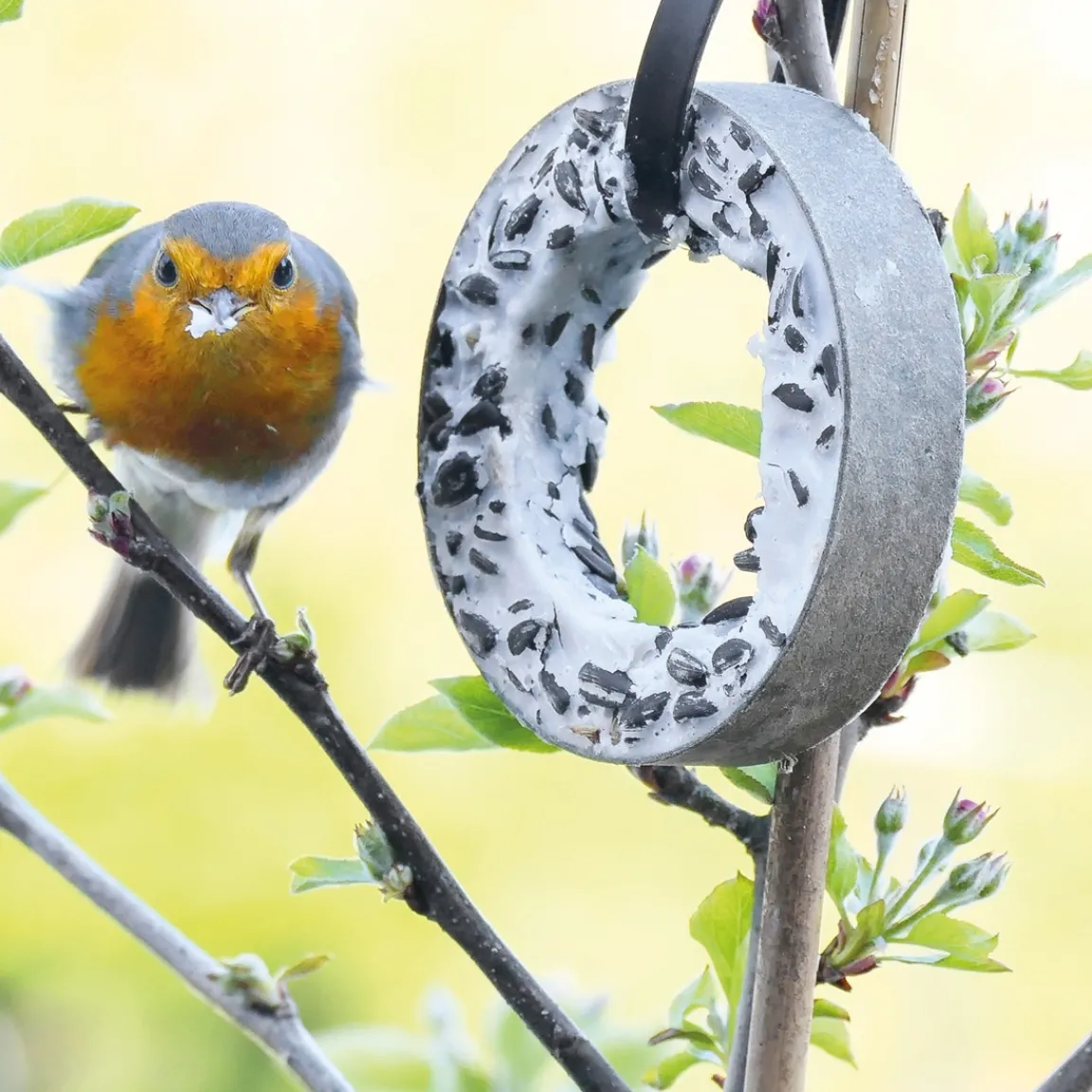 Hot Tempsl Plateau plaisirs pour oiseaux