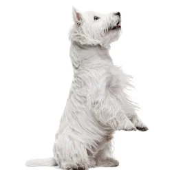 New Tempsl Pot de fleurs