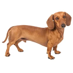 New Tempsl Pot de fleurs